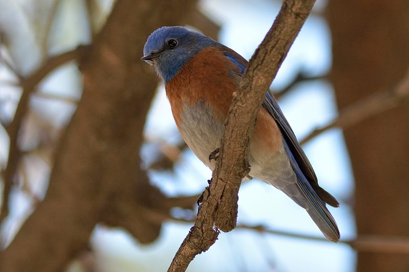 blauwkeelsialia